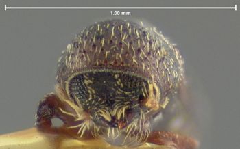 Media type: image;   Entomology 1022 Aspect: head frontal view